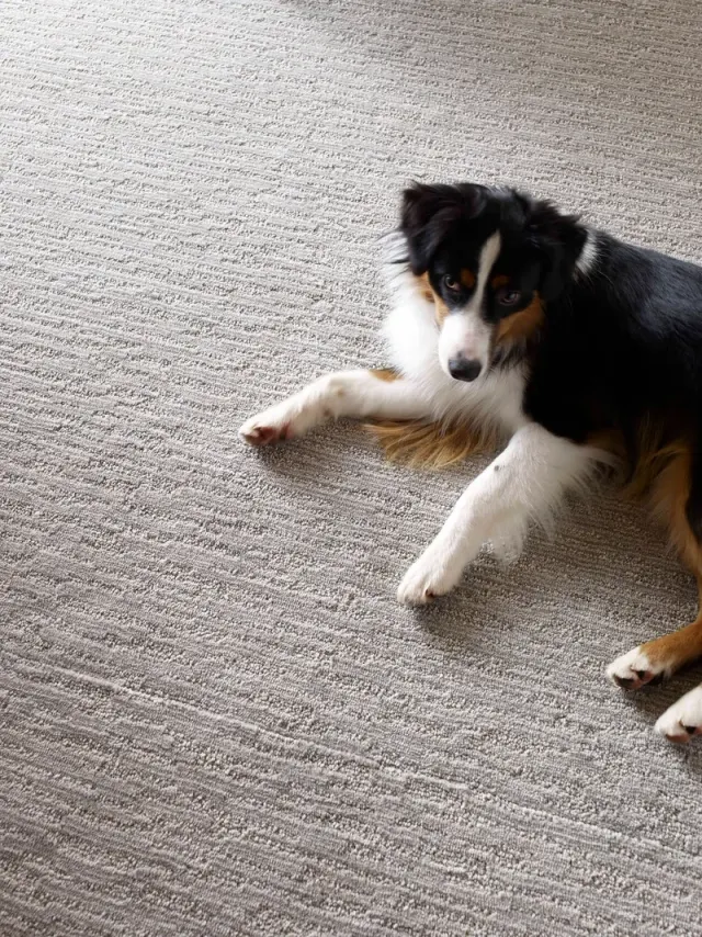 Close-up of a dog relaxing on textured carpet.